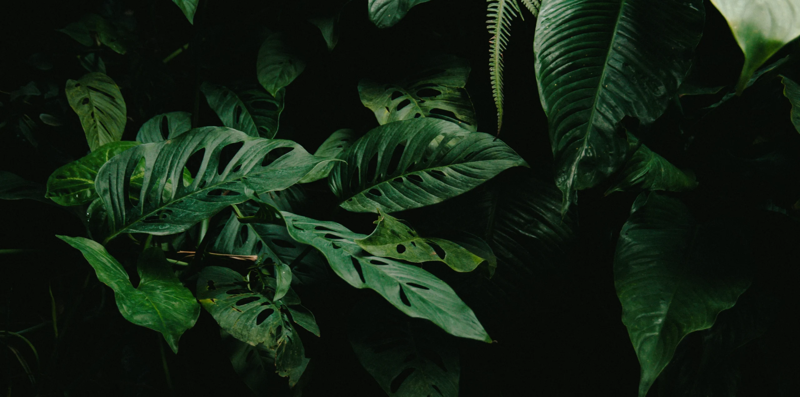 Image de végétation